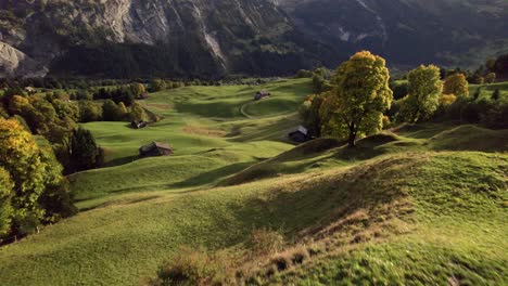aerial-drone-footage-pushing-in-low-altitude-over-cows-grassing-on-alpine-meadows-and-idyllic-landscape-in-the-swiss-alps