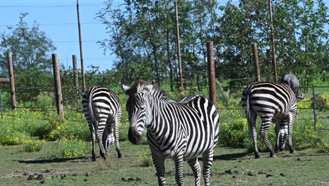 zoological-park-of-France,-the-zebra-remains-standing-under-the-sun