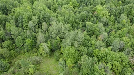 Fliegen-Tief-über-Baumplantage,-Friedliche-Grüne-Landschaft,-Ohio,-Usa