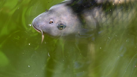 zoological-park-in-France:-carp-is-breathing-at-the-surface-of-a-opal,-murky-water