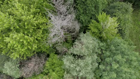 Overhead-Shot-Of-Fantastic-Green-Trees-Landscape-In-Heart-Of-Nature