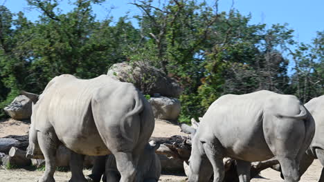 zoological-park-of-France,-rhinoceros-are-moving-their-tail-and-resting-in-a-herd