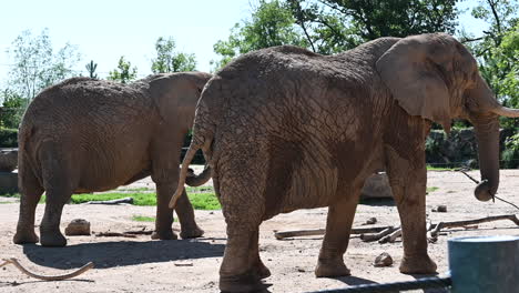 zoological-park-in-France:-an-old-elephant-in-a-zoom-is-walking-under-the-sun