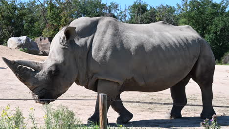 Zoom-Out,-Parque-Zoológico-En-Francia:-Un-Rinoceronte-Con-Un-Gran-Cuerno-Camina-Sobre-La-Arena