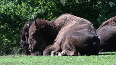 zoological-park-in-France:-bison-are-resting-in-the-grass,-moving-their-tails,-brown-fur