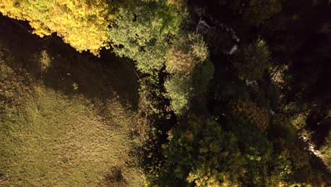 aerial-drone-footage-top-down-pushing-in-over-sycamore-maple-trees-in-fall