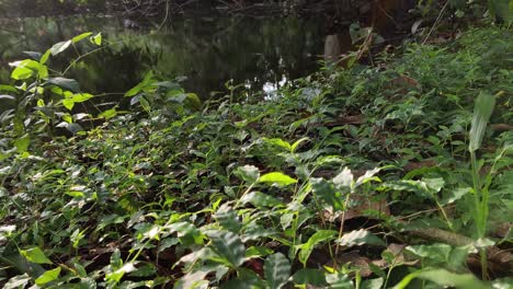 Small-plants-on-lake-side-forest-bed