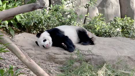 Lazy-giant-panda,-ailuropoda-melanoleuca,-sleeping-on-the-side,-taking-an-afternoon-nap-on-a-relaxing-day