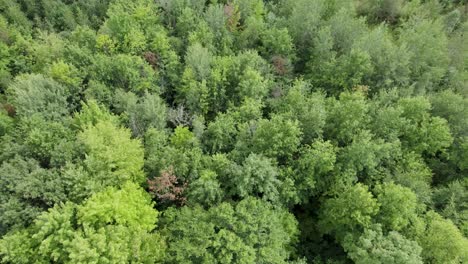 Low-Shot-Over-Tree-Plantation-Are,-Peaceful-Green-Landscape,-Ohio,-USA