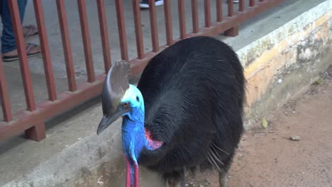 Flightless-southern-cassowary,-casuarius-casuarius-in-captivity-walking-around-at-the-park-with-tourists-following-on-the-other-side-of-the-fence