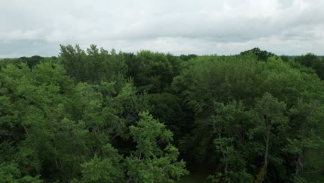 Volando-Bajo-Sobre-La-Plantación-De-árboles,-Pacífico-Paisaje-Verde,-Ohio,-Estados-Unidos