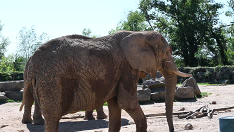 zoological-park-in-France:-an-old-elephant-in-walking-zoo,-bright-sunny-day