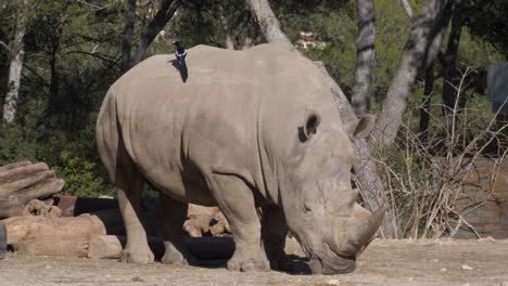 Huge-rhino-with-bird-on-her-back.