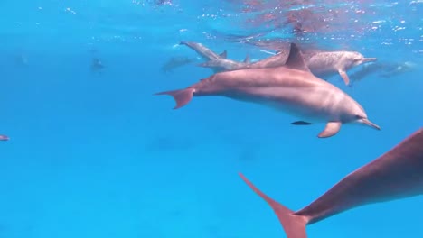 Swarm-of-Red-Sea-dolphins-swimming-near-water-surface,-scuba-diver-underneath-filming-with-Gopro