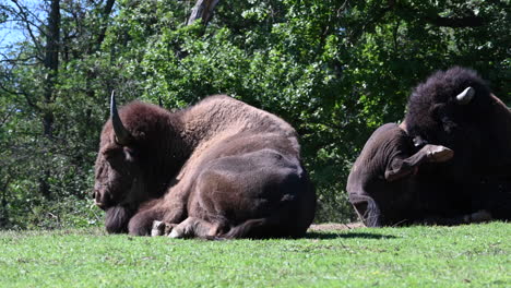 Parque-Zoológico-De-Francia:-Los-Bisontes-Descansan-En-La-Hierba
