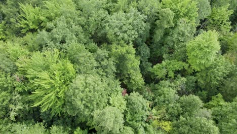 Flying-Low-Over-Tree-Plantation,-Unique-Tree-Species,-Ohio,-USA