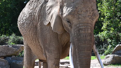 Parque-Zoológico-En-Francia:-Un-Viejo-Elefante-Camina-Lentamente-Frente-A-Los-Turistas