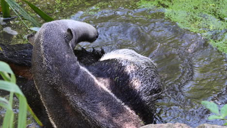 Parque-Zoológico-En-Francia:-Un-Tapir-Está-Salpicando-El-Agua-A-Su-Alrededor