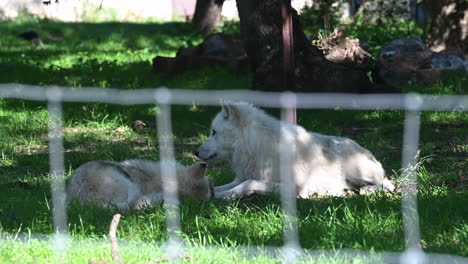 zoological-park-in-France:-two-white-polar-wolf-are-behind-a-metal-fence
