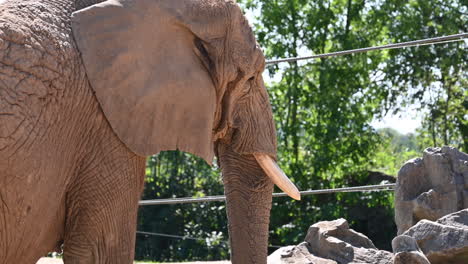 zoological-park-in-France:-an-old-elephant-in-a-zoo-eats-straw-with-its-trunk