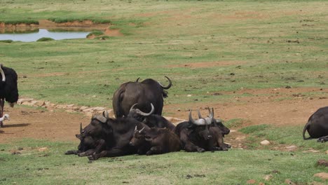 Eine-Herde-Entspannter-Kaffernbüffel,-Die-Sich-In-Einem-Feld-Eines-Wildgeheges,-Mpumalanga,-Südafrika,-Hinlegt