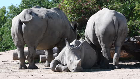 Parque-Zoológico-De-Francia:-Tres-Rinocerontes-Vistos-Desde-Atrás,-Día-Soleado