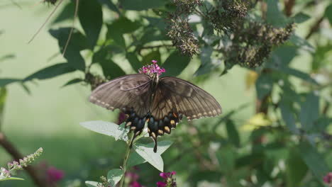 Schmetterling-Auf-Violetter-Blume,-Der-Dann-Wegfliegt