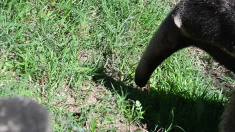 zoological-park-in-France:-a-tapir-sniffs-the-grass