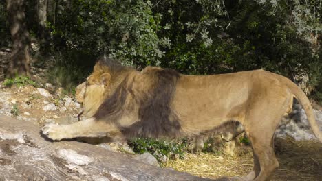 Big-lazy-lion-stretching-on-top-of-a-tree-trunk