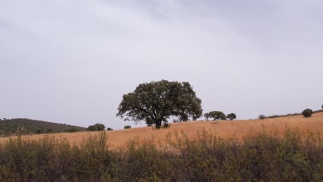 Lone-Cork-Oak-Tree-In-The-Middle-Of-Golden-Plains-Under-A-Cloudy-Sky-In-Alentejo,-Portugal