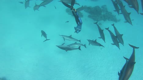 Snorkeling,-playing,-spinning-with-a-pod-of-dolphins