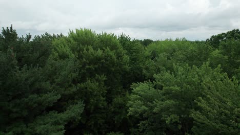 Kommend-In-Einen-Grünen-Baum,-Der-Sich-Hoch-Erhebt-Und-Eine-Großartige-Naturlandschaft-Enthüllt,-Ohio