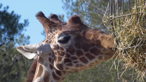 Giraffe-eating-dried-grass-from-the-hanging-bowl