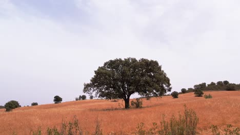 Einsamer-Baum-In-Einer-Ländlichen-Landschaft-Im-Alentejo,-Portugal