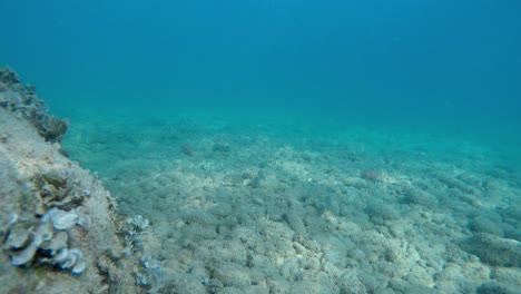 Vista-Submarina-De-Primer-Plano-De-Las-Rocas-Del-Lecho-Marino-Mediterráneo-Con-Algas-Y-Pocos-Peces-Nadando