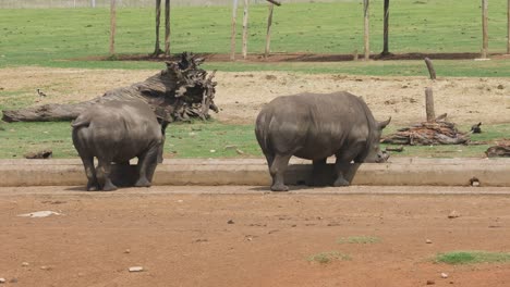 A-pair-of-captive-bred-rhinos-feeding-from-a-trough-in-a-wildlife-enclosure,-Mpumalanga,-South-Africa