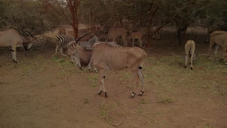 A-giant-eland-with-some-zebras-and-another-elands-grazing-under-the-trees