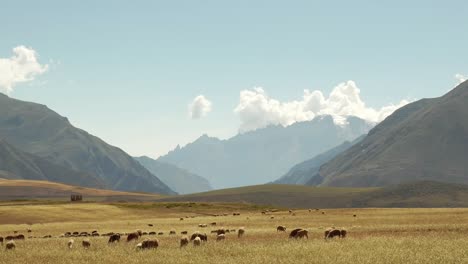 Picturesque-shot-of-Herd-of-Sheep-graze-in-the-calm-Sacred-valley-below-the-towering-Andes-in-Chincheros,-Cusco