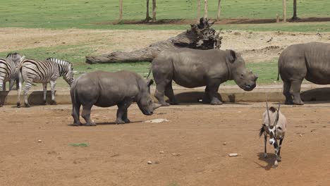 A-shot-tracking-a-group-of-rhinos-in-a-wildlife-enclosure,-as-the-large-animals-turn-away-from-their-feeding-trough,-Mpumalanga,-South-Africa