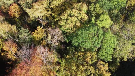 aerial-top-down-view-of-forest-woods-tree-during-autumn-fall-season,-unpolluted-zero-emission-green-planet-concept
