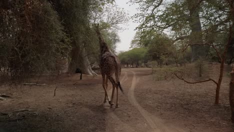 Eine-Giraffe-Geht-Auf-Einen-Baum-Zu,-Um-Sich-Zu-Ernähren