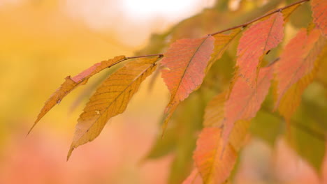 Close-Shot-Of-Zelkova-Serrata-Foliage-During-Autumn-Season
