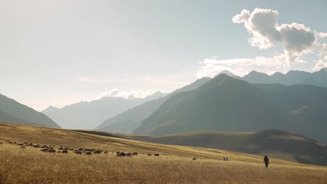 Hirten-Treiben-Schafe-Auf-Die-Goldenen-Graswiesen-Im-Heiligen-Tal,-Chincheros,-Cusco,-Peru