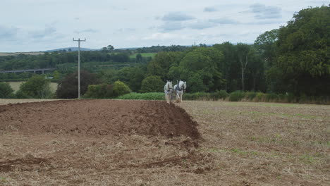 Two-Shire-Horses-Walking-In-An-Open-Field-During-Great-Trethew-Vintage-Rally-In-Liskeard,-UK