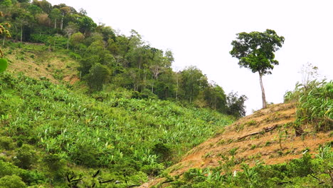 Lone-Tree-Left-Standing-On-A-Hillside-Due-To-Deforestation-In-Phuoc-Binh,-Vietnam