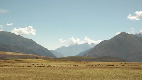 Wide-shot-of-Golden-Meadow-with-grass-and-sheep-grazing-in-huge-flocks-in-the-Sacred-valley,-Chincheros,-Cusco
