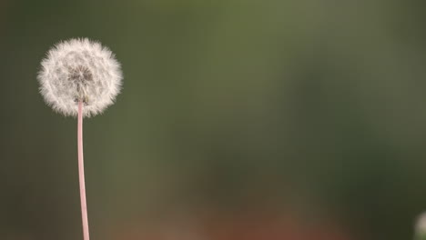A-Single-Common-Dandelion-Seed-Head-Swaying-In-The-Wind