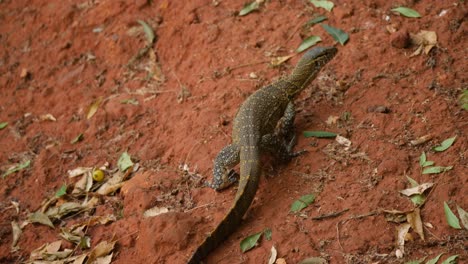 A-Nile-monitor-on-a-red-ground-terrain-walking-away-from-the-camera