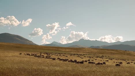 Traditionelle-Hirten-Grasen-Mit-Ihren-Schafen-über-Das-Reiche-Grasland-Im-Heiligen-Tal,-Chincheros,-Cusco
