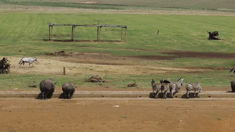 A-shot-panning-across-a-wildlife-enclosure-with-Rhinoceros,-Zebras-and-Oryx,-the-animals-stand-casually-feeding-from-a-trough,-Mpumalanga,-South-Africa
